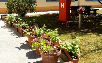 CVETJE V KORITIH PRIPRAVLJENO