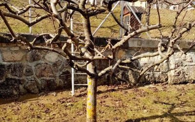 DELOVNA AKCIJA